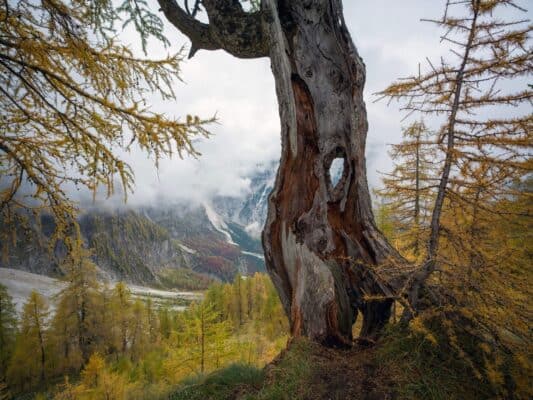 Árbol centenario en otoño con paisaje montañoso de fondo en el refugio de Erjavčeva.