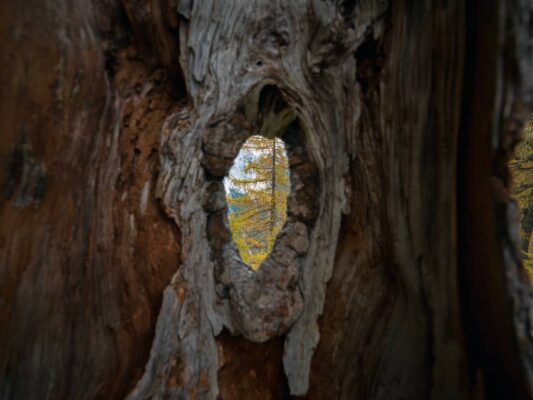Vibrante escena de bosque otoñal cerca del refugio de Erjavčeva, con alerces amarillos y picos montañosos al fondo.